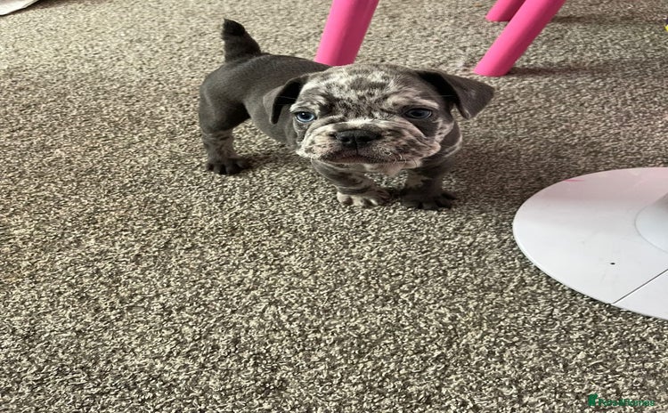 French Bulldog dogs - Advert 6