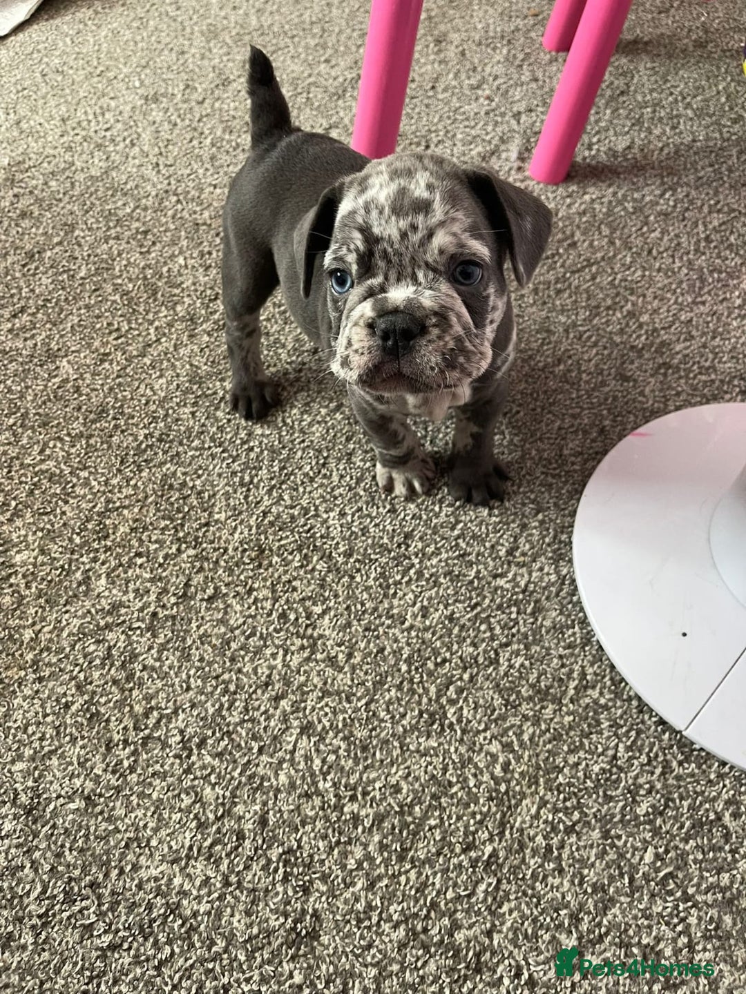 French Bulldog dogs for sale: French Bulldog Puppies - Image 1