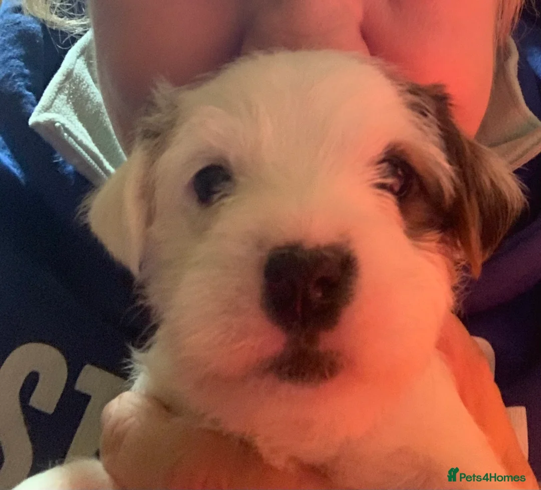 Parson Russell dogs for sale: Parson Russell Puppies - Advert 6