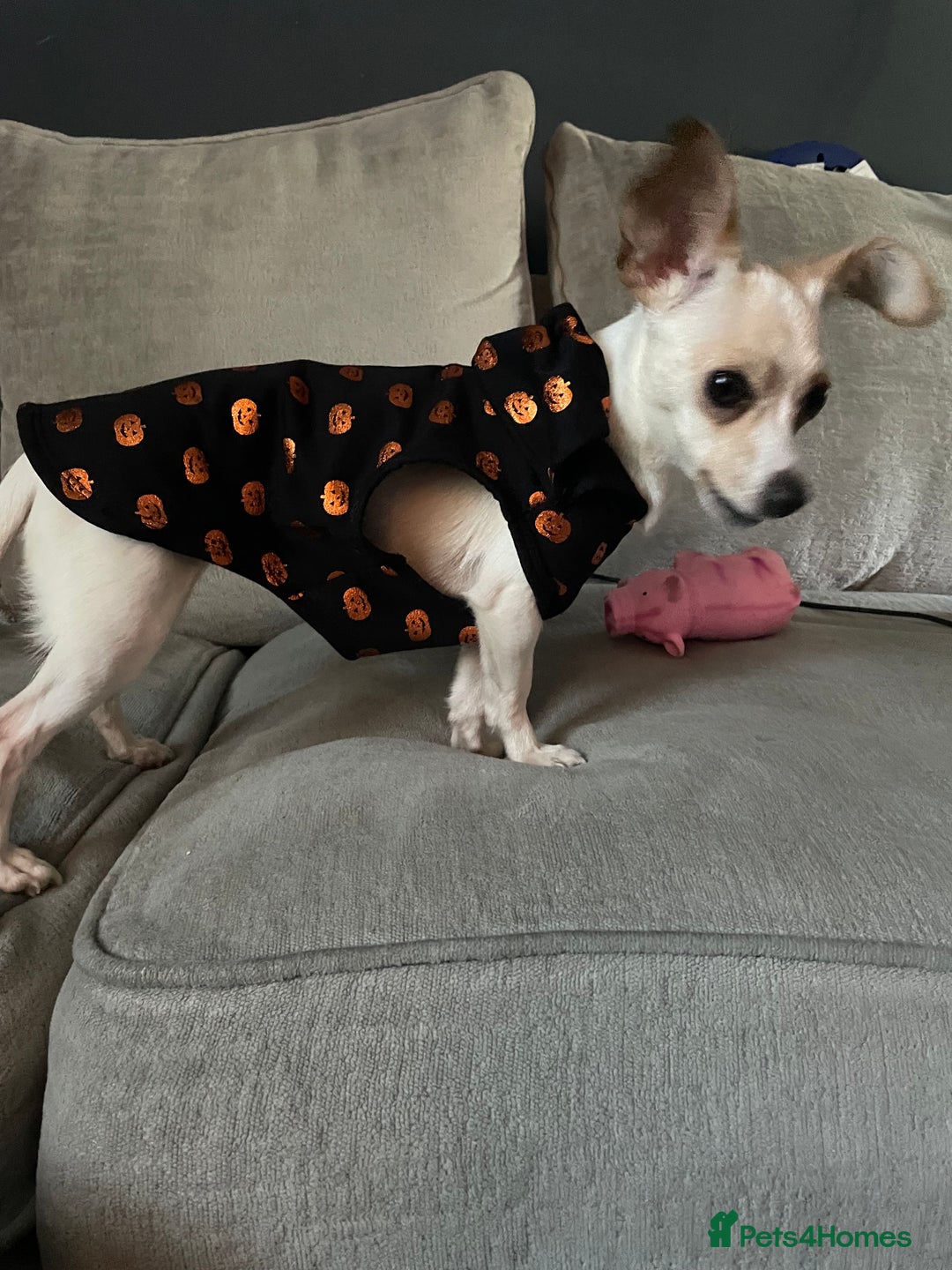 Chiweenie dogs for sale: Beautiful girl  - Advert 3