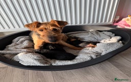 Welsh Terrier dogs for sale: 3 beautiful girls 💕 - Image 5