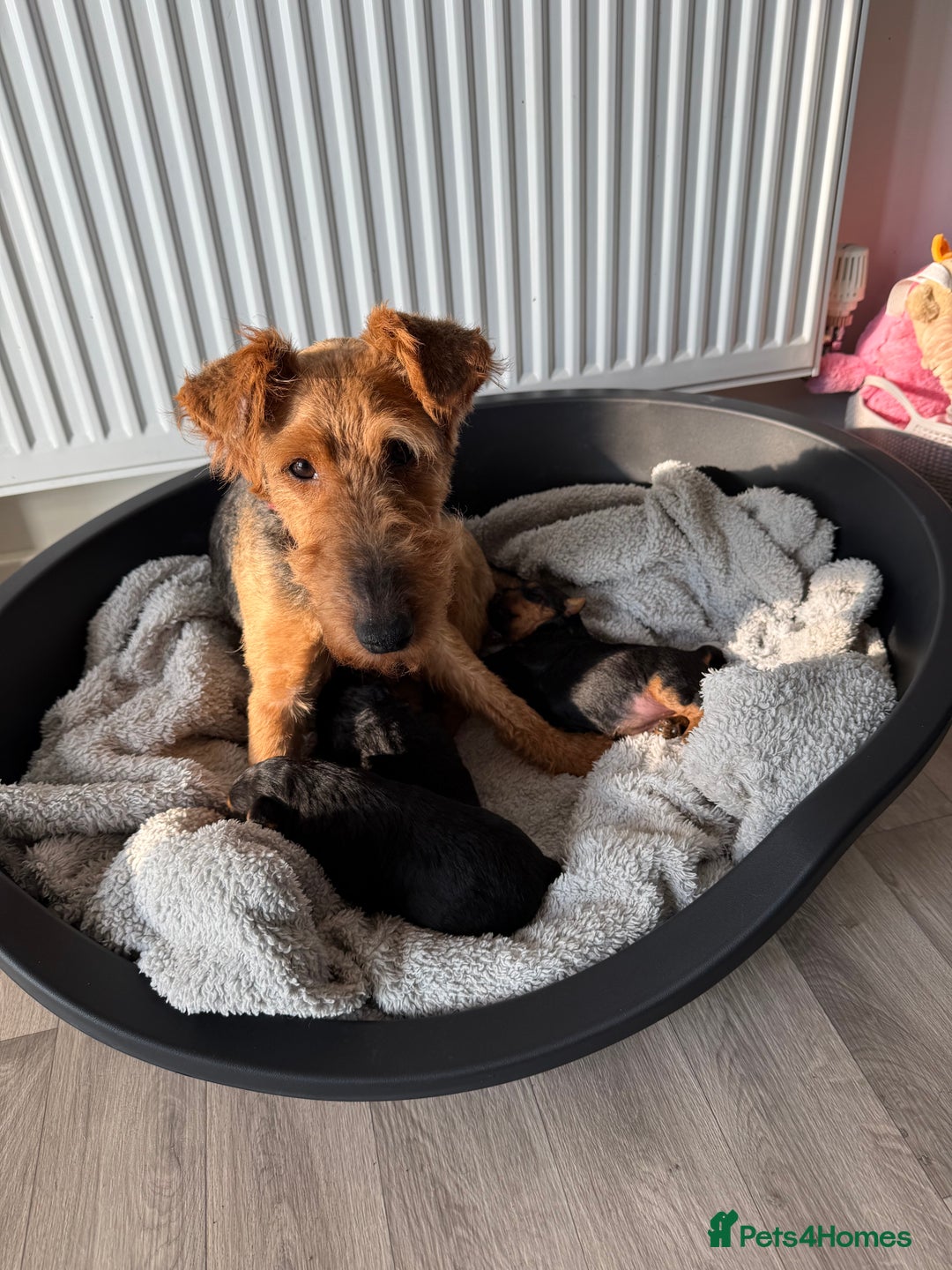 Welsh Terrier dogs for sale: 3 beautiful girls 💕 - Image 5