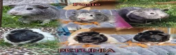 Guinea Pig rodents for sale: Two bond females  - Advert 1