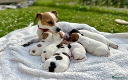 Jack Russell dogs for sale: Georgeous Jack Russell Puppy boy  in Tunbridge Wells - Image 5