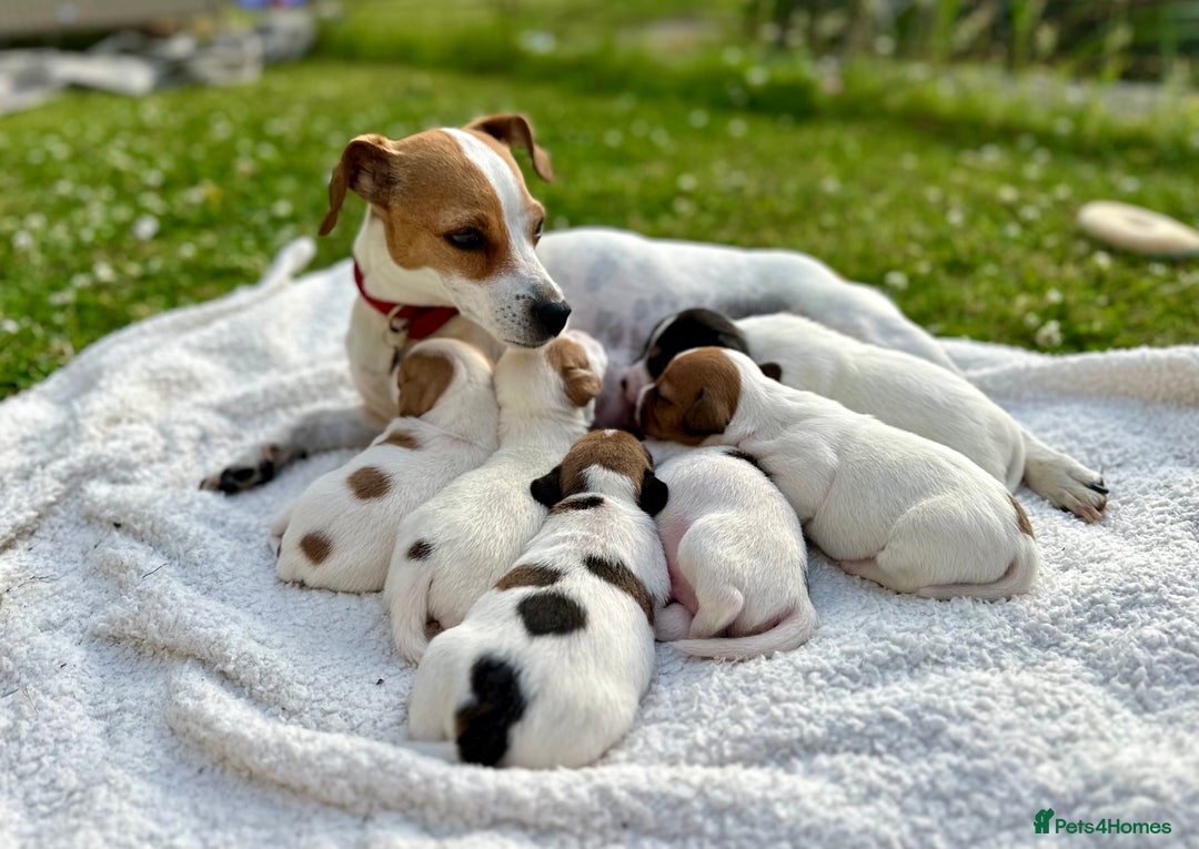 Jack Russell dogs for sale: Georgeous Jack Russell Puppy boy  in Tunbridge Wells - Image 5