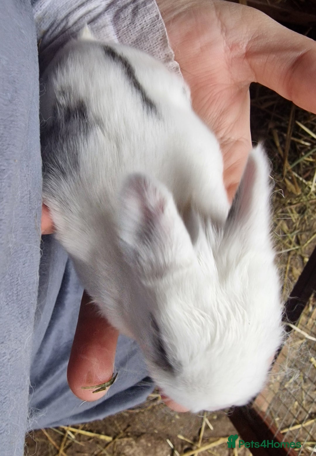 Mini Lop rabbits for sale: Mini lops  - Advert 10