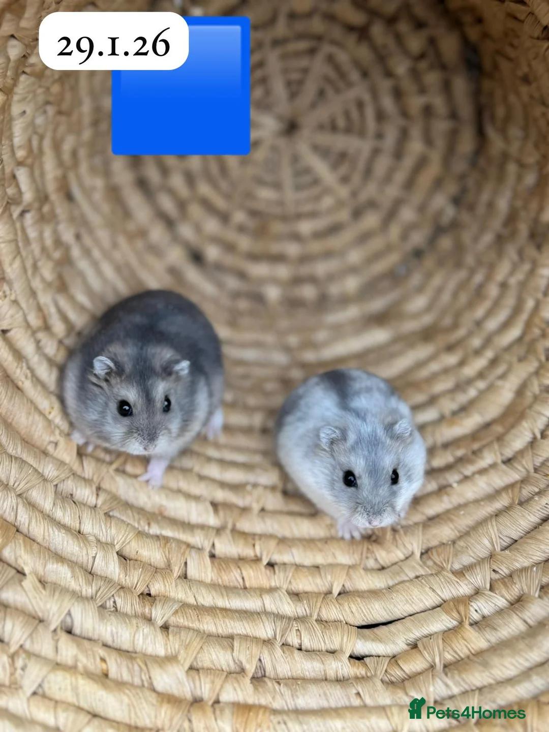 Hamster rodents for sale: Beautiful baby winter white russian dwarf hamsters - Advert 8