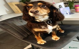 Cocker Spaniel dogs for sale: 3 kc reg working cocker spaniels avaliable  - Image 14