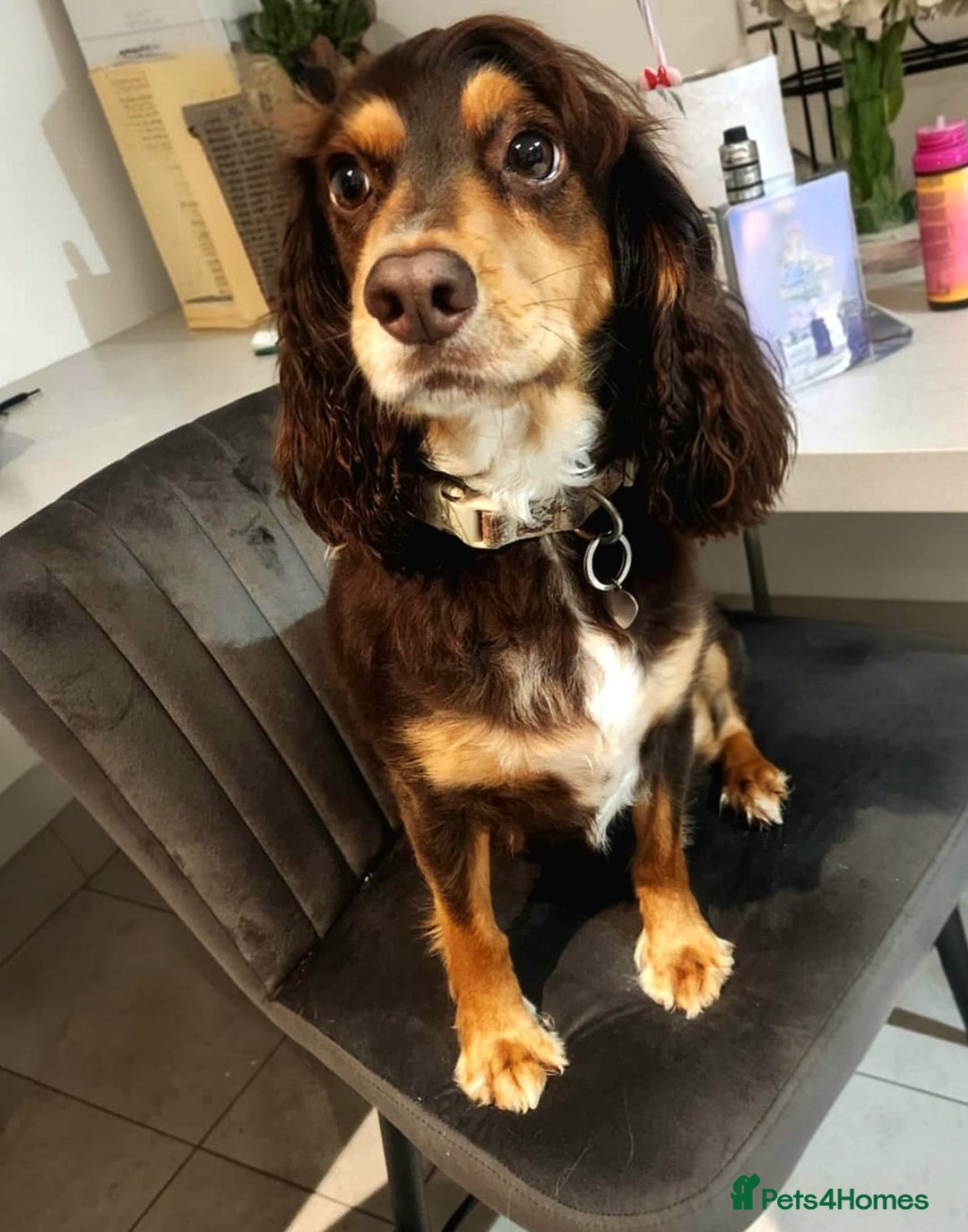 Cocker Spaniel dogs for sale: 3 kc reg working cocker spaniels avaliable  - Image 14