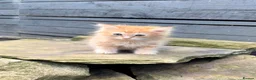 Ragdoll cats for sale: Cherubim Ragdoll - Advert 2