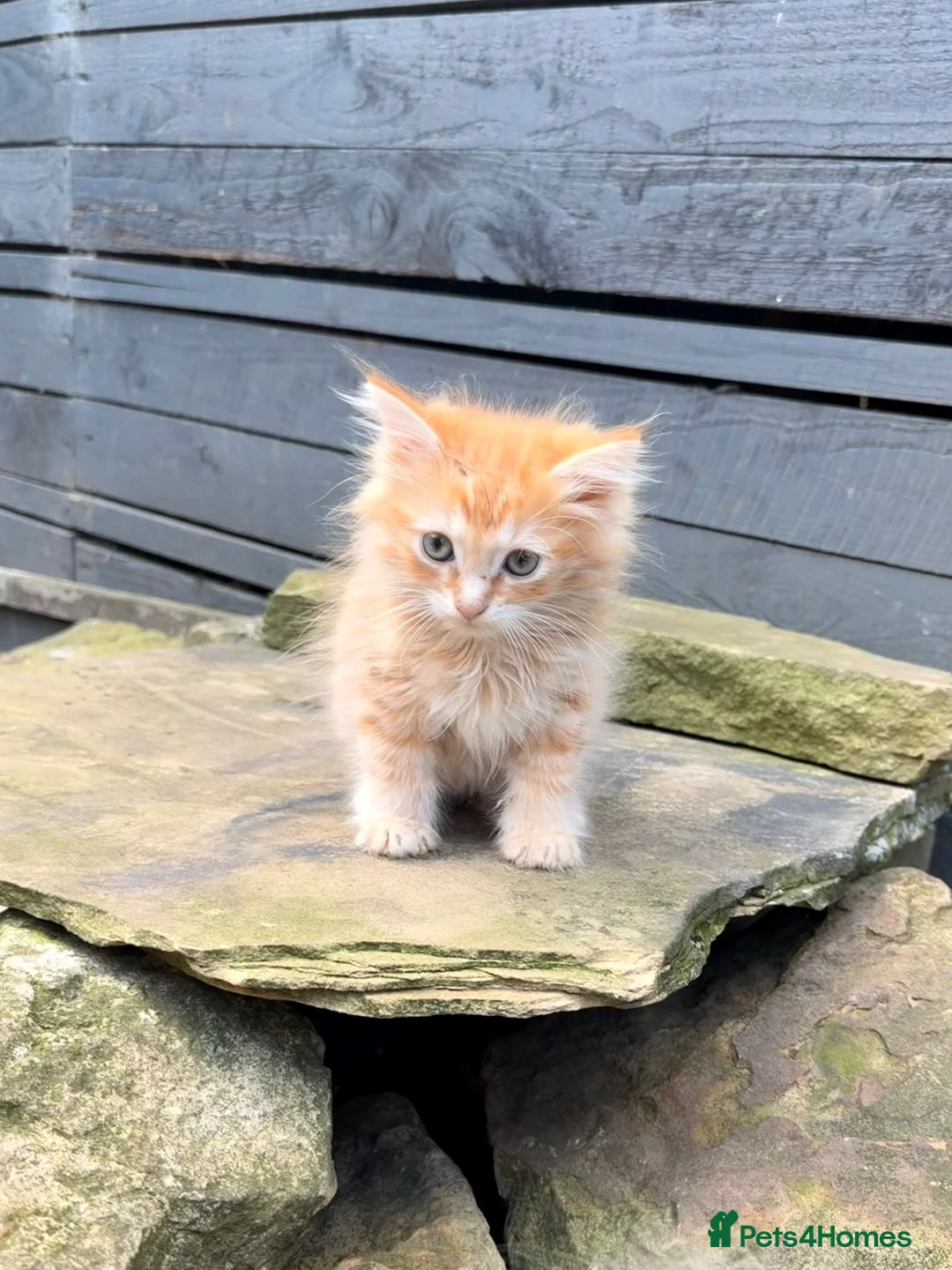 Ragdoll cats for sale: Cherubim Ragdoll - Advert 2