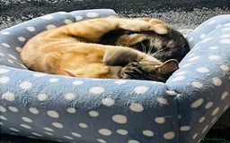 Domestic Shorthair cats for sale: Domestic shorthair kittens  - Image 2
