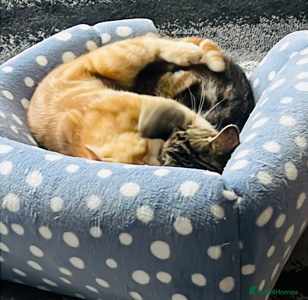 Domestic Shorthair cats for sale: Domestic shorthair kittens  - Image 2