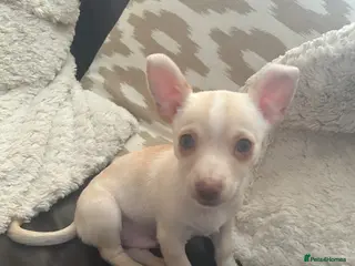 Chihuahua dogs One beautiful green eyed boy chihuahua puppy left - Advert 17