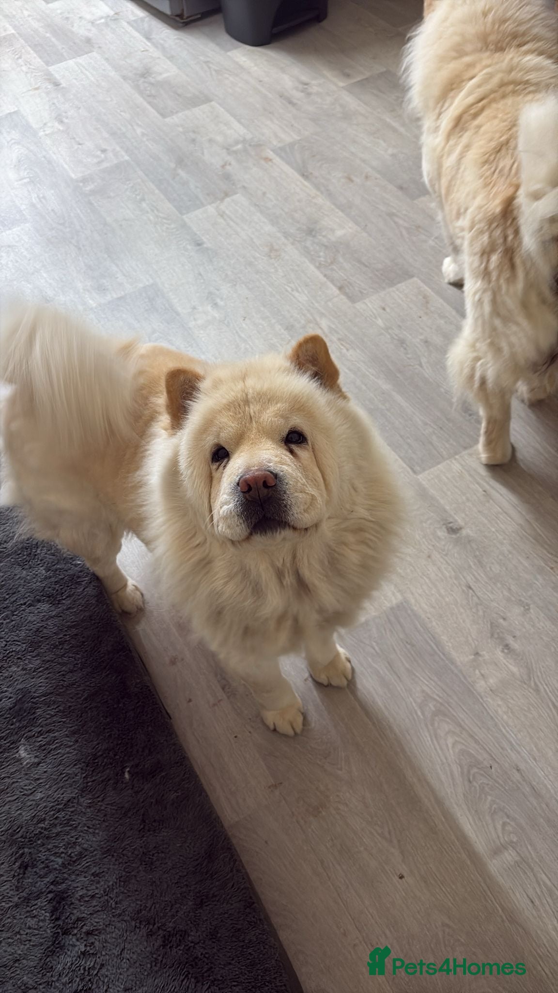 Chow Chow dogs Sisters  - Advert 1