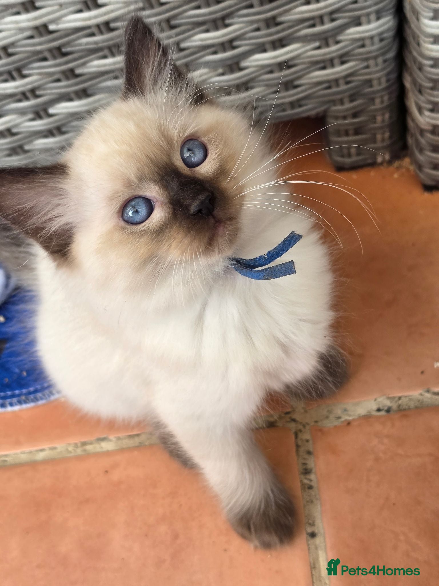 Ragdoll cats TICA/GCCF registered ragdoll kittens - Advert 1