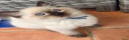 Ragdoll cats for sale: TICA/GCCF registered ragdoll kittens - Advert 1
