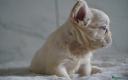 French Bulldog dogs for sale: Exceptional Fluffy French Bulldog Puppies - Image 9