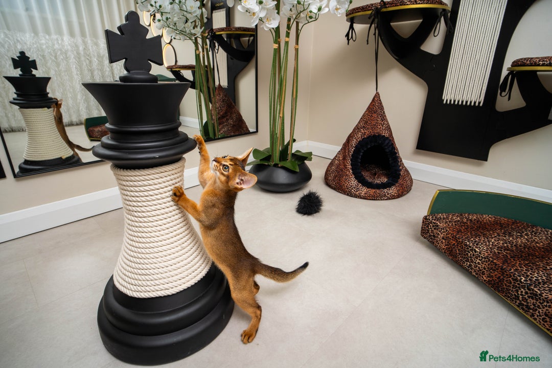 Abyssinian cats for sale:  Champions  Line Romeo-TICA reg. Abyssinian Beauty - Image 17