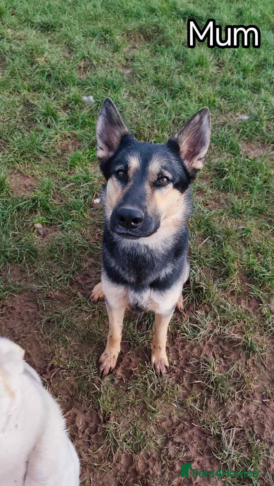 German Shepherd dogs for sale: Last German Shepherd Pup! in Willenhall - Advert 4