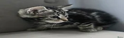 Mixed Breed cats for sale: X4 gorgeous kittens available - Advert 5