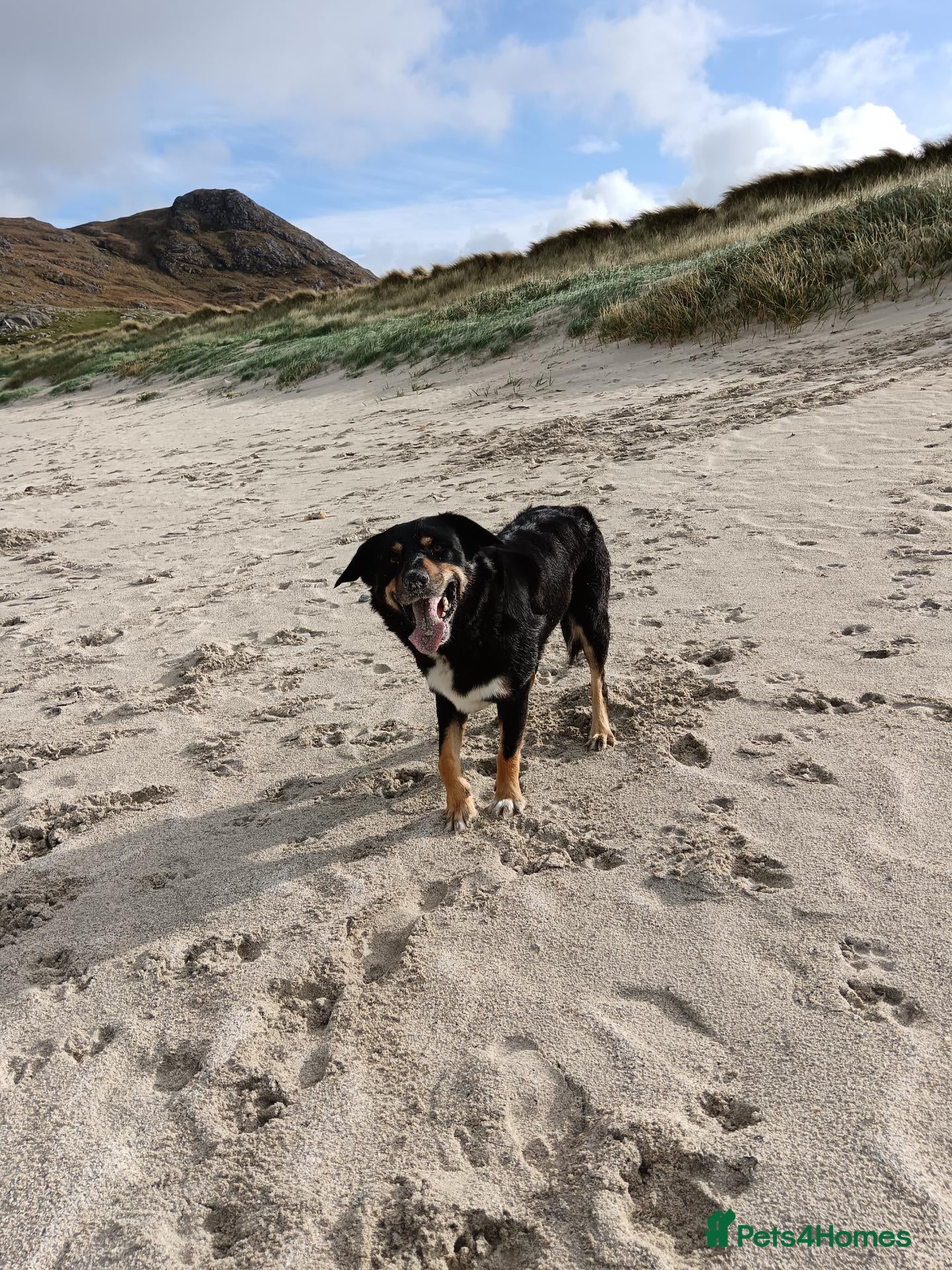 Mixed Breed dogs for stud: Strider Maclean - Advert 3