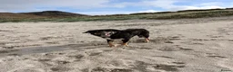 Mixed Breed dogs for stud: Strider Maclean in Isle of Barra - Advert 1