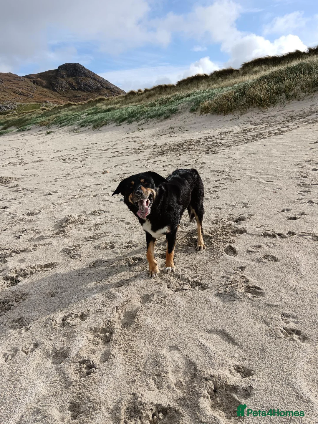 Mixed Breed dogs for stud: Strider Maclean in Isle of Barra - Advert 1
