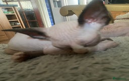 Sphynx cats for sale:  Sphynx kittens are looking for a loving  home. - Image 3
