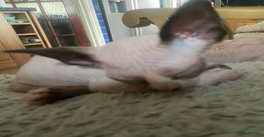 Sphynx cats - Advert 5