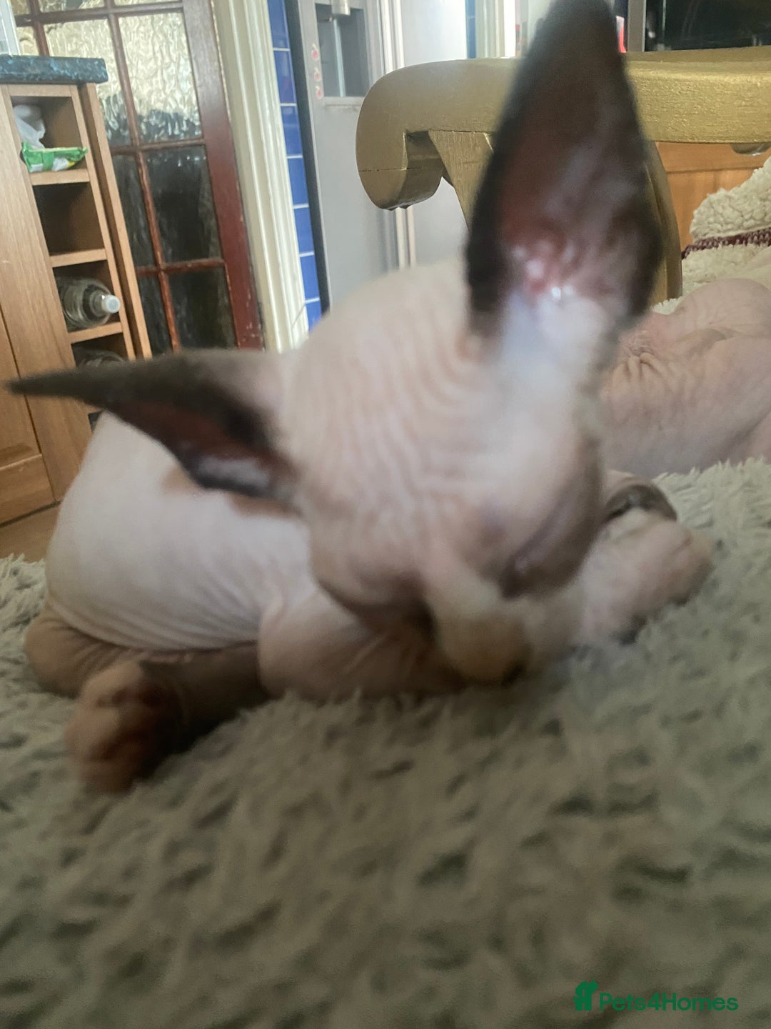 Sphynx cats for sale:  Sphynx kittens are looking for a loving  home. - Image 3