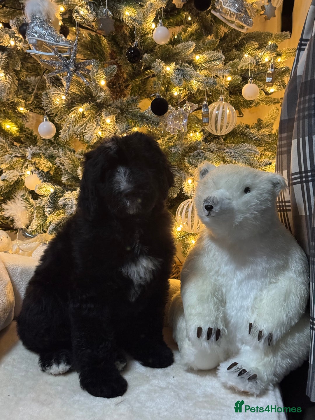 Bernedoodle dogs for sale: 3 f1 standard bernedoodles puppies  - Advert 7
