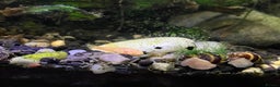 Catfish fish for sale: Bristlenose catfish (Ancistrus sp.) - Advert 7