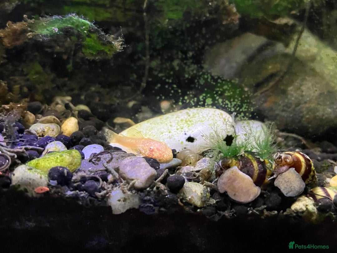 Catfish fish for sale: Bristlenose catfish (Ancistrus sp.) - Advert 7