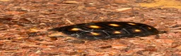 Tortoise reptiles for sale: Red foot tortoise  - Advert 15