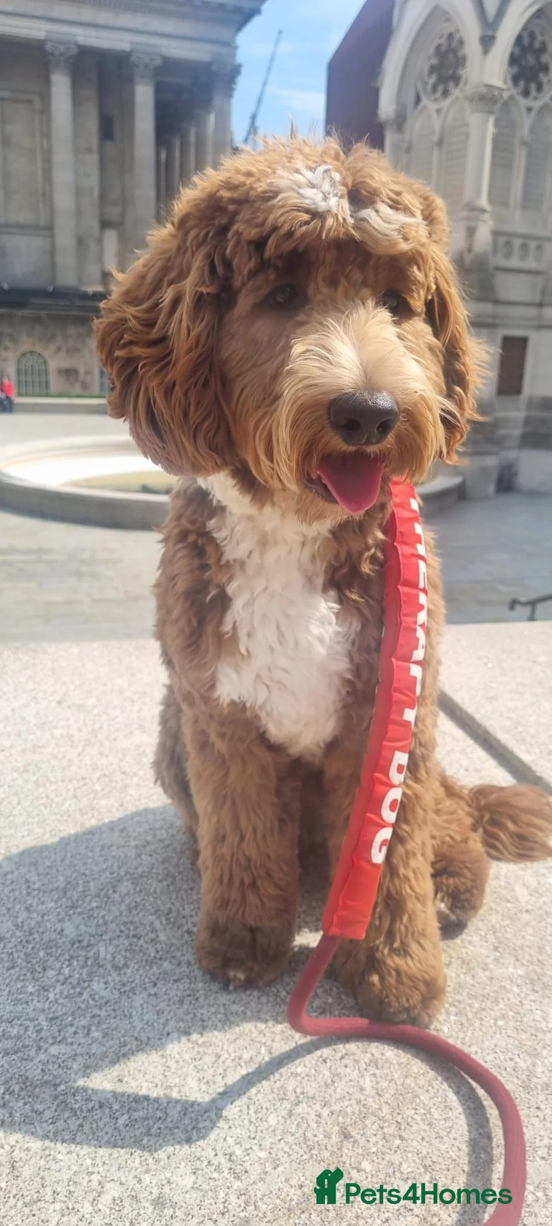 Australian Labradoodle dogs for sale: Therapy Dog Breeder - Advert 9