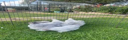 Chickens poultry for sale: Pekin Bantam Pullets - Advert 9