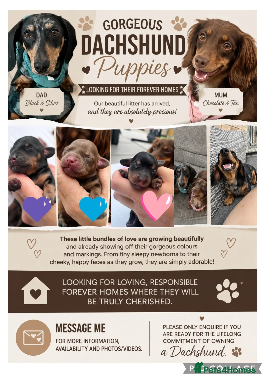 Miniature Dachshund dogs for sale: Miniature dachshund puppies for sale - Advert 1
