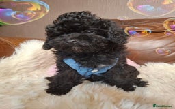 Toy Poodle dogs for sale: Asian toy poodle round eyes sable not jet black! - Image 4