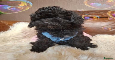 Toy Poodle dogs - Advert 1