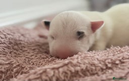 English Bull Terrier dogs for sale: 🏆CH Bloodlines Top Quality English Bull Terriers  - Image 1