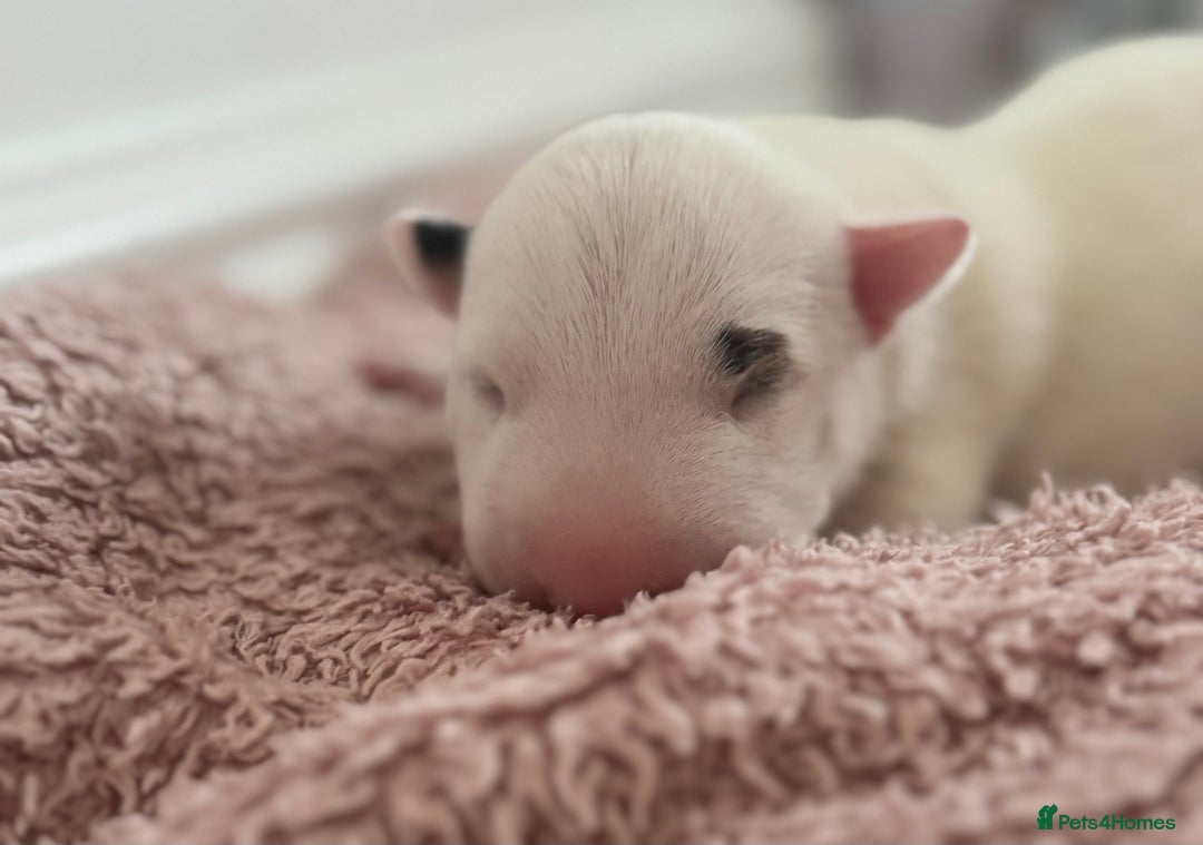 English Bull Terrier dogs for sale: 🏆CH Bloodlines Top Quality English Bull Terriers  - Image 1