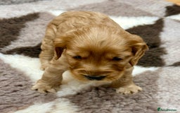 Cockapoo dogs for sale: F1 Miniature Cockapoo puppies  - Image 7