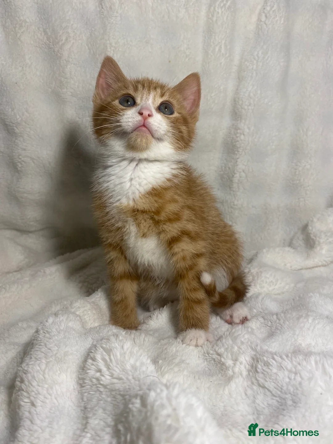 Mixed Breed cats for sale: 3 adorable kittens awaiting for their new homes - Advert 7