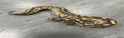 Python Snake reptiles for sale: Royal pythons  - Advert 15