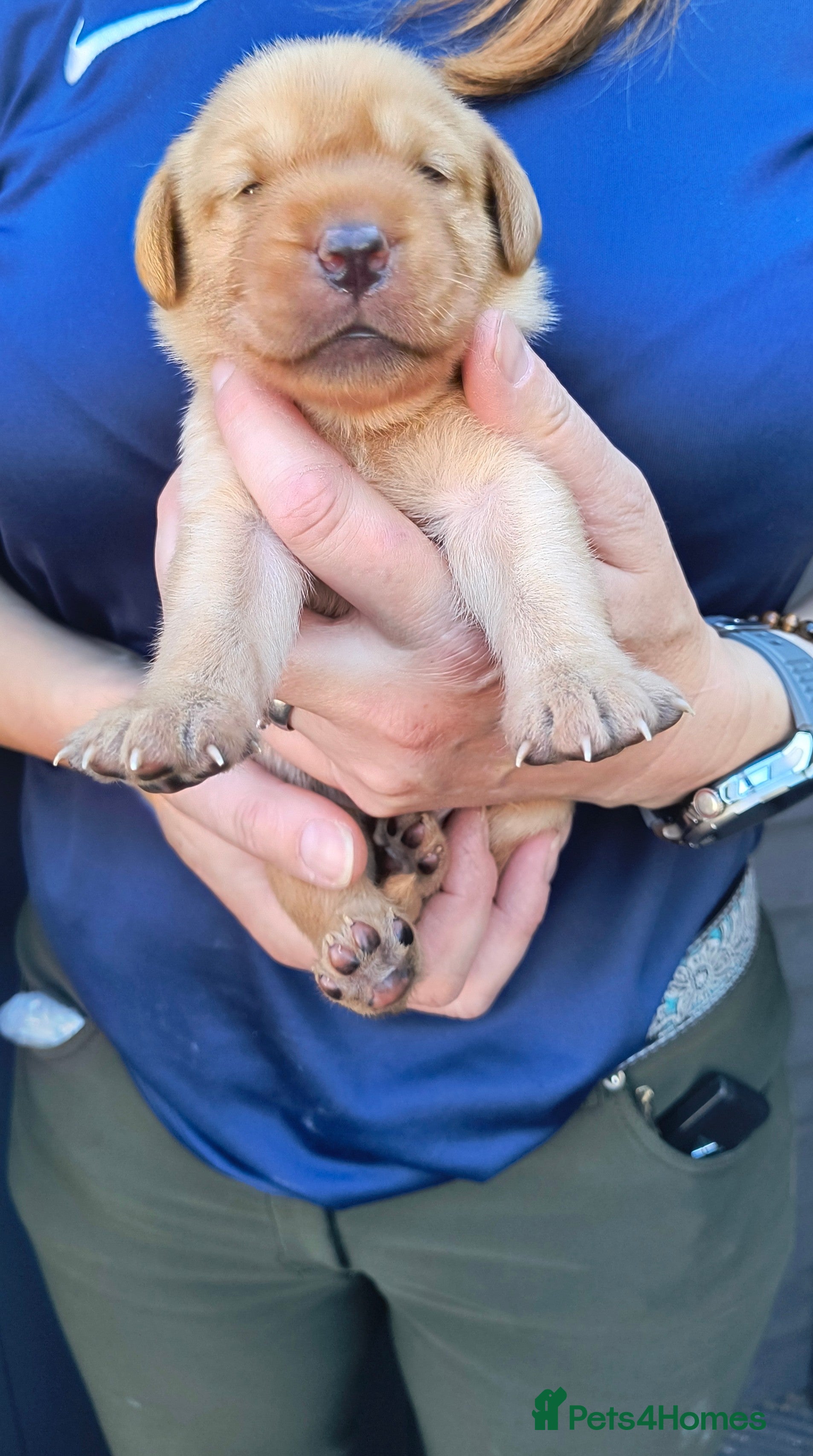 Labrador Retriever dogs  KC registered FTW Sired Labrador puppies  - Advert 2