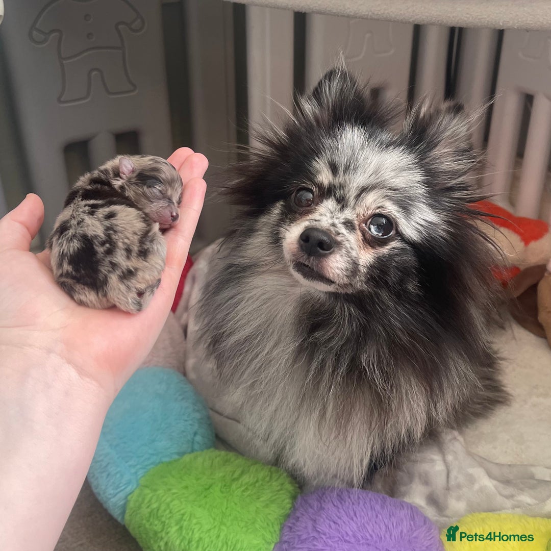 Pomeranian dogs for sale: 100% Pomeranian, DNA & HEALTH TESTED🧬 - Image 1