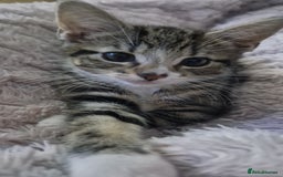 Bengal cats for sale: Female kitten - Image 1