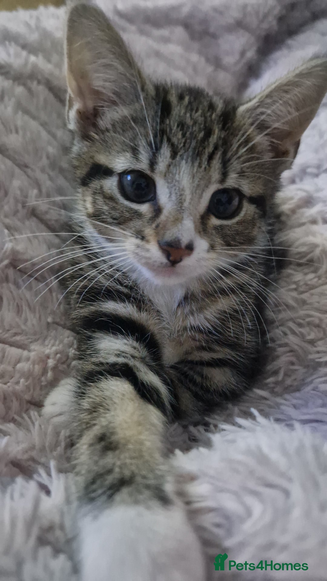 Bengal cats for sale: Female kitten - Image 1