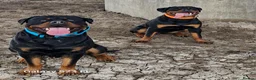 Rottweiler dogs for sale: LEGACY'S IN THE MAKING!! REX & MAGIC (KC) - Advert 5